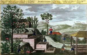Indigóták Nyugat-Indiában, 00155 részlet – a „Du Tertre által a franciák által lakott Antillák általános története” című részben, 19. század eleje alkotó: French School