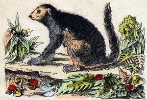 Indri (lemúriai). Metszet: „Alphabet des animaux sauvages””. 9. sorozat. Epinal, Pellerin, nyomdász-kiadó képei, 1870 körül. Metszetek fára, stencilezett. 16 oldal. Mérete: 20 x 15 cm. Magángyűjtemény alkotó: French School