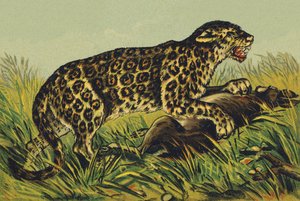 J mint Jaguar alkotó: French School