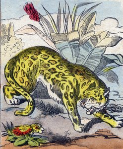 Jaguár. Metszet „Buffon Alphabet des Animaux". 3. sorozat N 1. Epinal képalkotása, Epinal, 19. század vége. 16 oldal. Mérete: 28x21 cm alkotó: French School