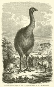 Kiwi és Dinormis hatalmas ou moa (metszet) alkotó: French School