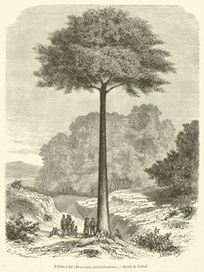 A tejfa, Brosimum galactodendron (metszet) alkotó: French School