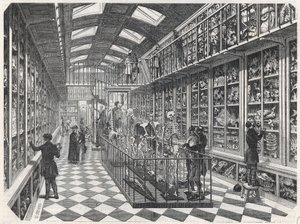 A Párizsi Orvostudományi Iskola – Összehasonlító anatómiai galéria – Edmond Texier „” Tableau-de-Paris” metszete 1852. alkotó: French School