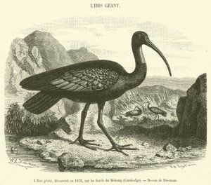 Az Óriás Ibisz, amelyet 1876-ban fedeztek fel a Mekong partján, Kambodzsában (metszet) alkotó: French School