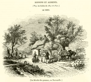Alma betakarítás Normandiában (metszet) alkotó: French School