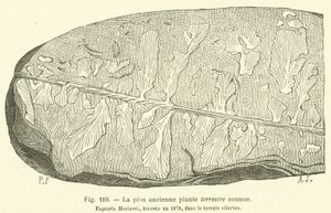 A legrégebbi ismert szárazföldi növény (metszet) alkotó: French School