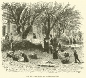 Olajbogyó betakarítás Provence-ban (metszet) alkotó: French School