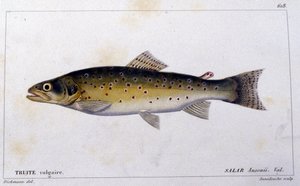 A közönséges pisztráng a „halak természettörténete” szerint, Cuvier, Valenciennes, Párizs alkotó: French School