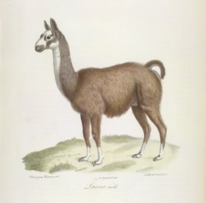 Hím láma, az emlősök természetrajzából (színes litho) alkotó: French School
