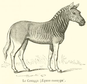 Le Couagga, Equus couagga (metszet) alkotó: French School