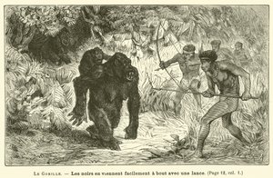 A gorilla (metszet) alkotó: French School