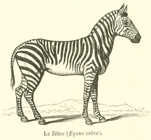 A zebra, Equus zebra (metszet) alkotó: French School