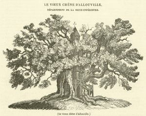 Allouville öreg tölgye (metszet) alkotó: French School
