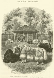 A jakok a Párizsi Természettudományi Múzeumban (metszet) alkotó: French School