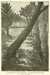 A karbon időszak óriásfái (metszet) alkotó: French School