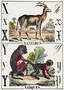 X levél Xantarus; Y Yarques. Metszet „Vadállatok ábécéjébe”. 9. sorozat. Epinal, Pellerin, nyomdász-kiadó képei, 1870 körül. Metszetek fára, stencilezett. 16 oldal. Mérete: 20 x 15 cm. Magángyűjtemény alkotó: French School