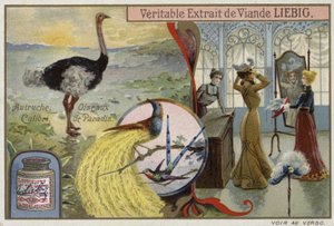 Liebig kártya madarak képeivel alkotó: French School