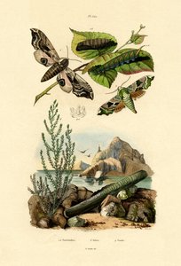Lime Hawkmoth alkotó: French School
