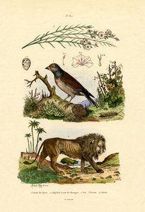 Linnet, 1833-39 alkotó: French School