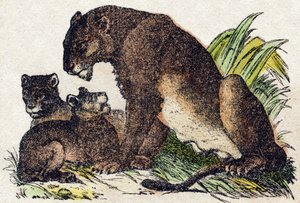 Nőstény oroszlán. Metszet: „Alphabet des animaux sauvages””. 9. sorozat. Epinal, Pellerin, nyomdász-kiadó képei, 1870 körül. Metszetek fára, stencilezett. 16 oldal. Mérete: 20 x 15 cm. Magángyűjtemény alkotó: French School
