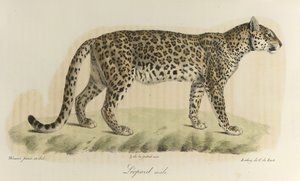 Leopárd, hím. Egy hím leopárd az emlősök természettörténetéből (színes litho) alkotó: French School