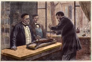 Louis Pasteur (1822-1895), francia kémikus és mikrobiológus, aki egy kloroformos nyúlon kísérletezett, miközben a veszettség gyógymódját kereste. alkotó: French School