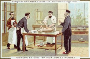 Louis Pasteur (1822-95) a kanyaró kivizsgálásán dolgozik, a Chocolaterie dAiguebelle reklámkártyája