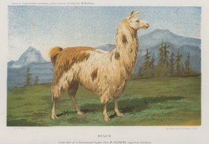 A franciaországi Remiremontban (Vogézek) született hím láma (chromolitho) alkotó: French School