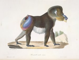 Mandrill, férfi, öreg. Egy régi mandrill pávián, az emlősök természetrajzából (színes litho) alkotó: French School