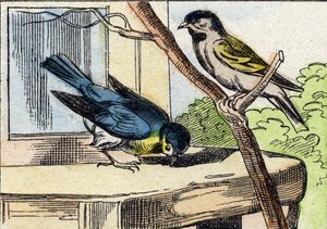 Üzenet. Metszet "Buffon Alphabet des Oiseaux n 1". 3. Serie N 1. Epinal képalkotása, Epinal, 19. század vége. 16 oldal. Mérete: 28x21 cm alkotó: French School