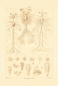 Metamorfózis, 1833-39 alkotó: French School
