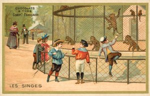 Majmok (chromolitho) alkotó: French School