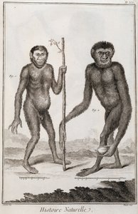 Jocko és Gibbon majmok alkotó: French School