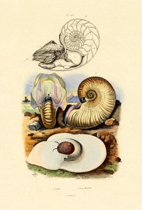Holdcsiga, 1833-39 alkotó: French School