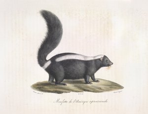 Bűzös borz. Skunk, az emlősök természetrajzából (színes litho) alkotó: French School