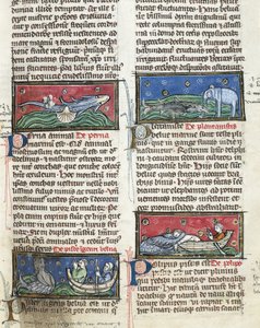 Ms 320 Fol.116 Sea Monsters, Thomas van Cantimpre (1201-72) „The Nature of Things” című művéből (vellumon) alkotó: French School