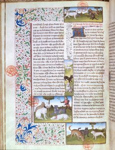 Ms 3717 vadászkutyák, a Livre de la Chasse-ból, Gaston Phebus de Foix (1331-91) (vellum) alkotó: French School