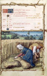 Ms 438 Július hónapja: Búza aratása és betakarítása az órák könyvéből, 1490 alkotó: French School