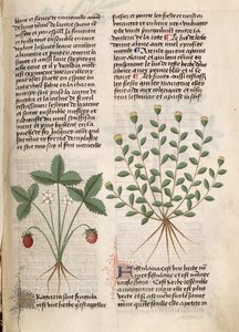 Ms Est 28 M 5.9 fol.75r Strawberry Plant, Pedanius Dioscorides (i.sz. 40-90) „Grand Herbier” című művéből alkotó: French School