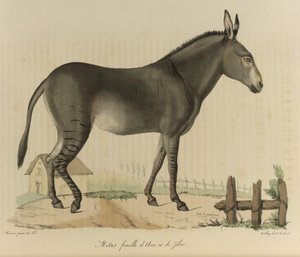 Metis nőstény. Egy hibrid. Egy szamár vagy szamár és egy zebra keresztezése az emlősök természettörténetéből (színes litho) alkotó: French School