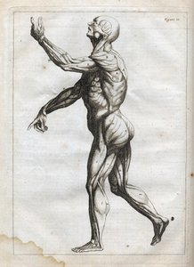 Emberi izmok - "Absztrakt anatómia, a festészet és szobrászat művészetéhez alkalmazkodó" metszet" - 1760 alkotó: French School
