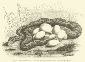 Természettudományi Múzeum, Kétcsíkos Python inkubációja (metszet) alkotó: French School