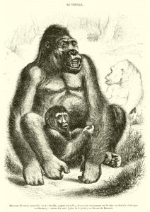 Természettudományi Múzeum, The Gorilla (metszet) alkotó: French School