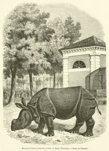 Természettudományi Múzeum, Párizs, Fiatal orrszarvú (metszet) alkotó: French School