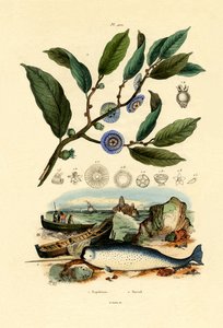 Napóleon kalapja, 1833-39 alkotó: French School