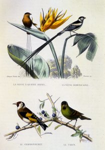 Természettudományi lemez: Madarak: 19. század: La Veuve a four strands, La Veuve dominique, Le chardonneret, Le Tarin - Buffon művei, V. kötet, é.n. 19. század. alkotó: French School