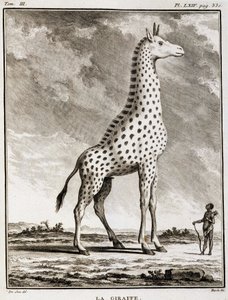 Természettudományi tábla: La Giraffe – Buffon „Természettörténet, általános és különös” c alkotó: French School