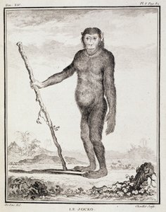 Természettudományi lemez: Buffon "Általános és különös természetrajz"-ában. alkotó: French School