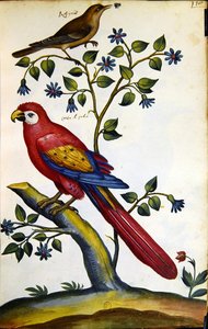 Fülemüle és papagáj (akvarell, papír) alkotó: French School