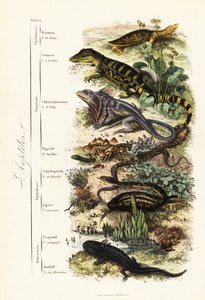 A hüllők rendjei: sebezhető indiai lágyhéjú teknős, Nilssonia gangetica, szemüveges kajmán, kajmán krokodil, fodros nyakú gyík, Chlamydosaurus kingii, pikkelyes láb, Pygopus lepidopudus, európai üveggyík, Pseudopus apodus, közönséges vipera, alkotó: French School